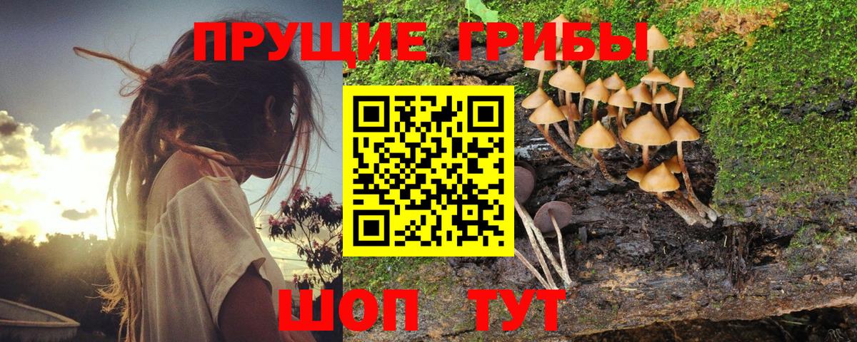 закладка  Тулун  Псилоцибиновые грибы Cubensis 
